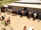 23/08/2016 : Le ranch du plateau d'Ese temple de l'équitation western