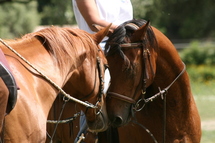 L'observatoire économique régional du cheval en Corse 