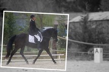 Résultats du Concours de Dressage Amateur - Club du 12 au 13 Février