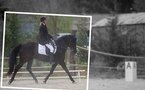 Résultats du Concours de Dressage Amateur - Club du 12 au 13 Février