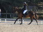 17/01/2016 : Star Horse, les 23e trophées du cheval ce dimanche à Ajaccio