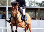 13/02/2016 : CSO À BIGUGLIA Le Haras tient bon les barres