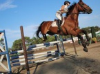02/07/2016 : Championnat de Corse de sauts d'obstacle, déja un grand spectacle !