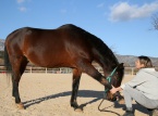 11/03/2017 : La femme qui murmurait à l’oreille des chevaux