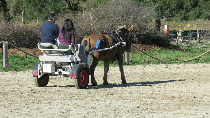 Formation Pro Equiloisirs 2018 Formation Pro Equiloisirs 2018