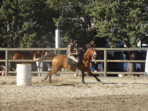 Equitation Western et de Travail Equitation Western et de Travail