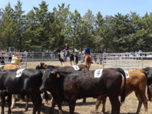 Equitation Western et de Travail Equitation Western et de Travail