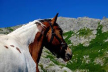 Equitation Western et de Travail Equitation Western et de Travail