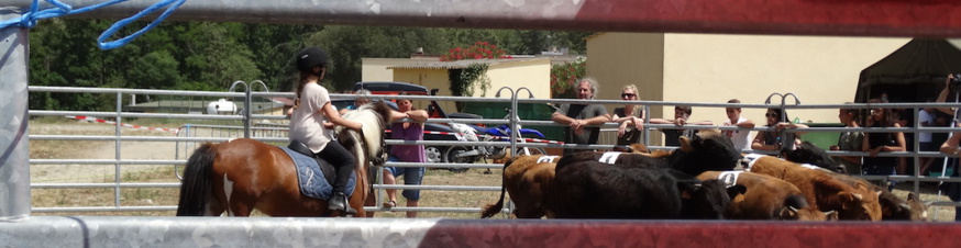 Equitation Western et de Travail Equitation Western et de Travail