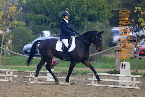 Résultats/ Championnat de Corse de Dressage 2012