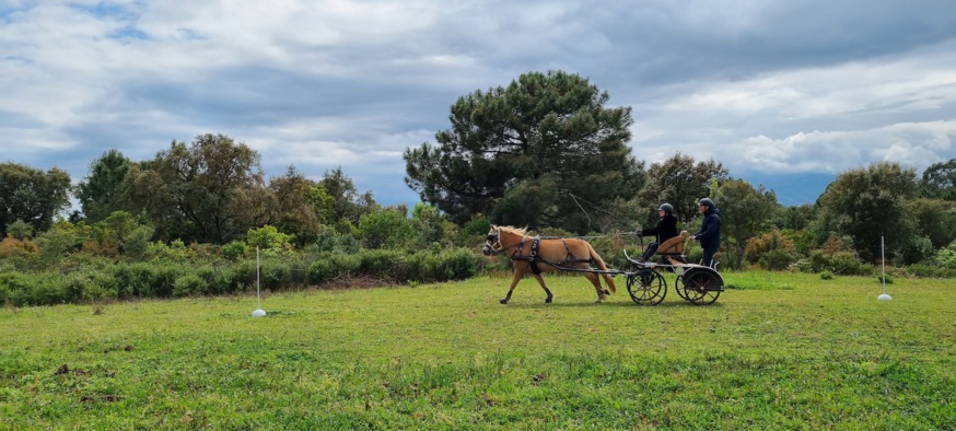 Stage TREC en attelage avec Ken POSTE - 22 avril 2021