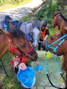 Cavall'in Festa 2024 Cavall'in Festa 2024