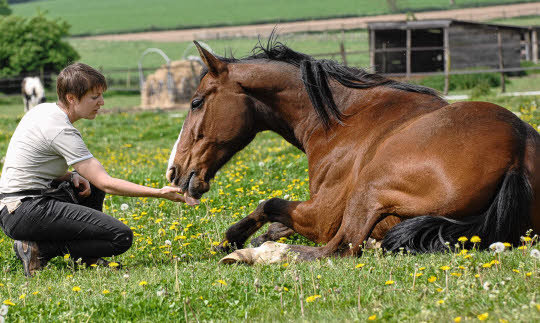 Adapter nos structures en lien avec nos fonctionnements pour améliorer le bien-être de notre cavalerie Adapter nos structures en lien avec nos fonctionnements pour améliorer le bien-être de notre cavalerie