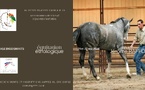 Stages enseignants en équitation éthologique
